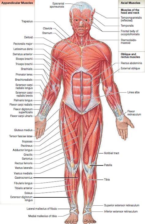 M6010 SKELETAL MUSCLES ANTERIOR | ubicaciondepersonas.cdmx.gob.mx