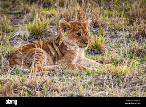 Little lion cub in Kenya Stock Photo - Alamy