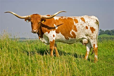 🔥 [50+] Longhorn Cattle Wallpapers | WallpaperSafari