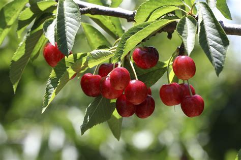 In Your Garden: Have your pick of the best cherry trees - The Sunday Post