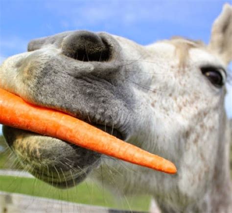 Carrots - For Horses and Humans!