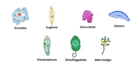 The five kingdoms of life. - Exam Analysis