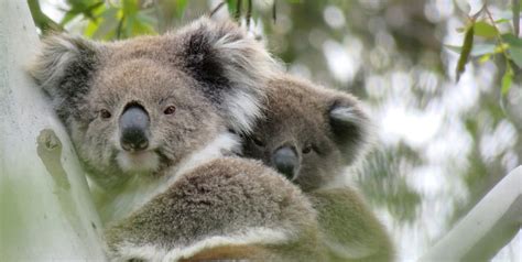 What is international Wild Koala Day? | Wild Koala Day