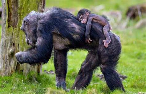 Baby Chimpanzee Dayo And His Mother Photo | One Big Photo