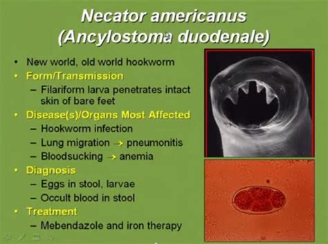 Necatur | Iron therapy, Biology, Zoology