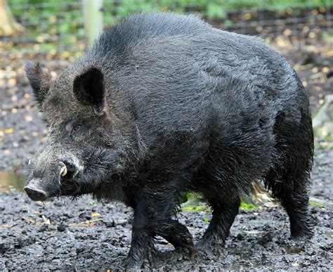 Wild boar | All Species Wiki | Fandom