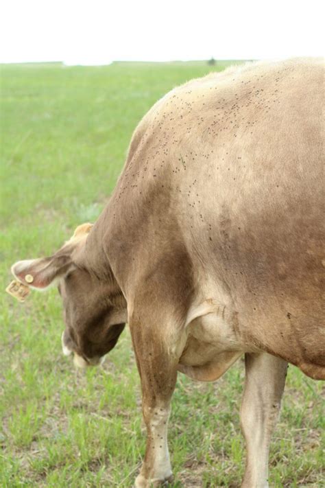 Natural Strategies for Farm Fly Control • The Prairie Homestead