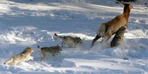 Predator-Prey Systems: the Wolves in Yellowstone - The Royal Society of ...