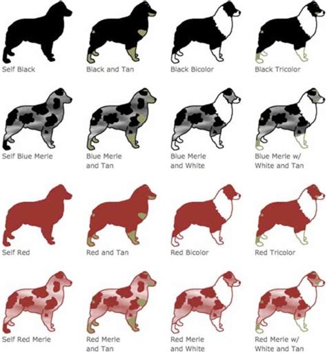 Image result for animal coat colour chart | Australian shepherd colors ...