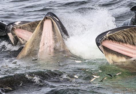 Humpback Whales Gulp Feeding Alaska Photograph by Flip Nicklin - Fine ...