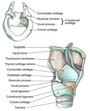 Anatomia della laringe: Anatomia lorda, Anatomia funzionale della ...