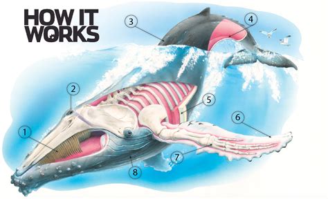 Megalodon versus Livyatan melvillei | The World of Animals