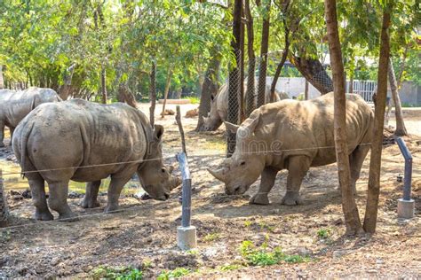 Animals in Zoo in Bangkok stock image. Image of travel - 185956493