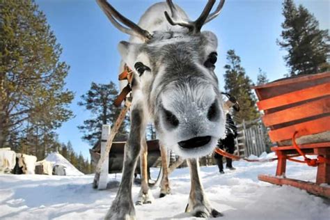 Levi: Lapland Reindeer Safari | GetYourGuide