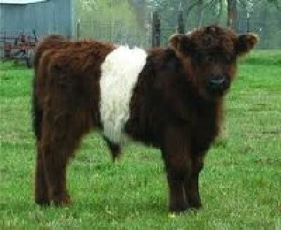 Guide to Miniature Cattle Breeds Small Modern Homesteading Farm