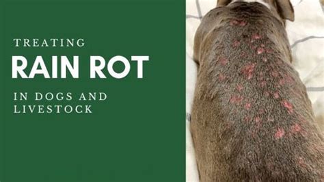 Treating Rain Rot in Dogs and Horses - DERMagic