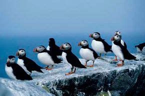 What's the difference between a penguin and a puffin? | HowStuffWorks