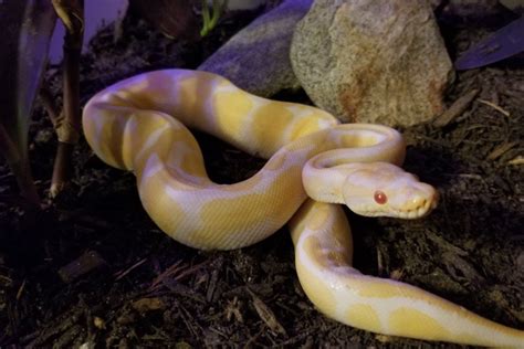 Albino Ball Python | Animal World