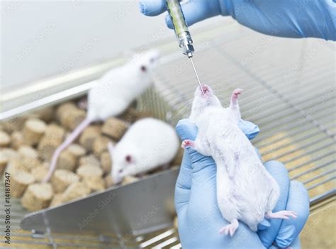 Researcher administered drug into the experimental mice by oral ...