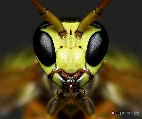 Stunning Macro Photos of Insects Show Their Complex Beauty