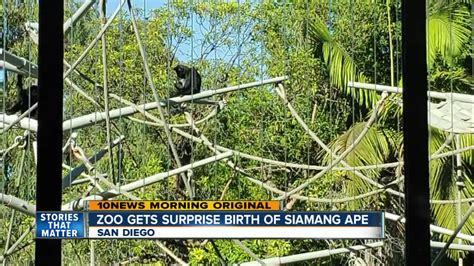 Zoo surprised by birth of baby ape