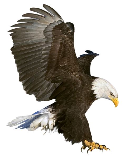 Bald Eagle Clip art - golden eagle png download - 877*1119 - Free ...