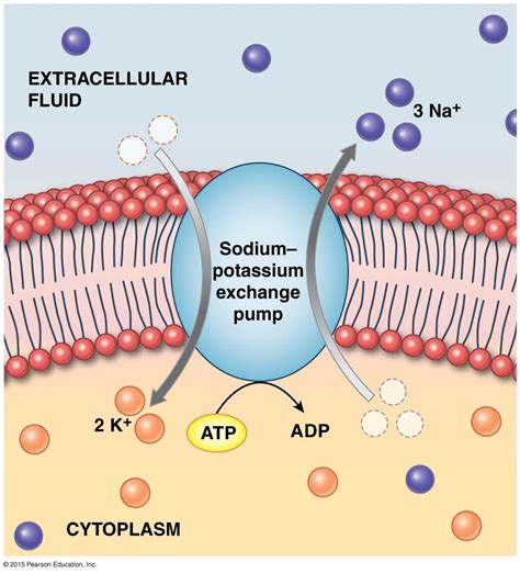 The Sodium-Potassium Exchange Pump | Sodium potassium pump, Human ...