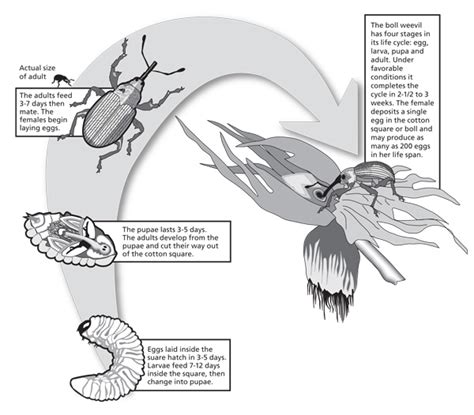 Life Cycle Of Sweet Potato Weevil