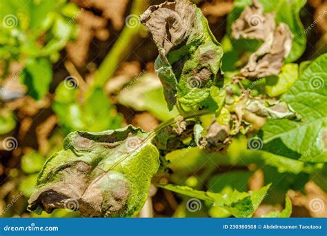 Potato late blight stock photo. Image of mildew, leaf - 230380508