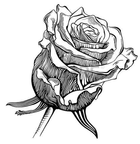 Free Drawings Of Roses In Black And White, Download Free Drawings Of ...