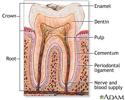 Tooth anatomy: MedlinePlus Medical Encyclopedia Image