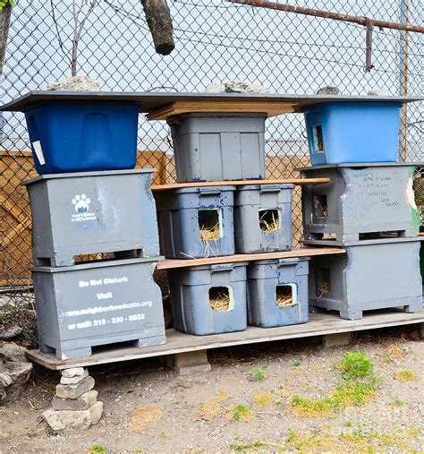 Feral Cat Shelter Photograph by Photo Researchers