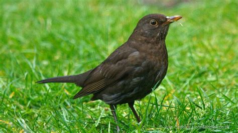 Common Blackbird adult female - John Caddick | John Caddick