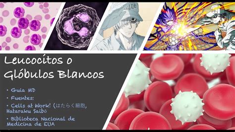 Leucocitos o Glóbulos Blancos: Tipos y Funciones. Cells at Work! (はたらく ...