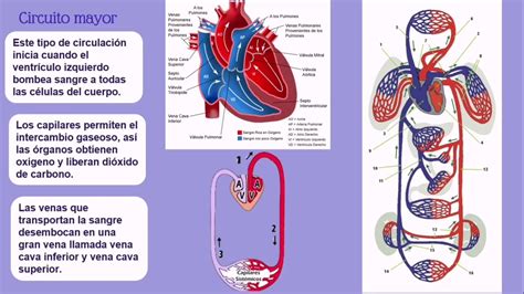 Fisiología cardiovascular: Organización funcional del sistema ...