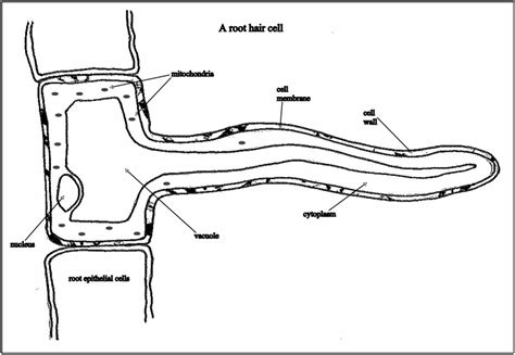 Plant Root Hair Cell Diagram : Root Hair Cells Occurrence Dimensions ...