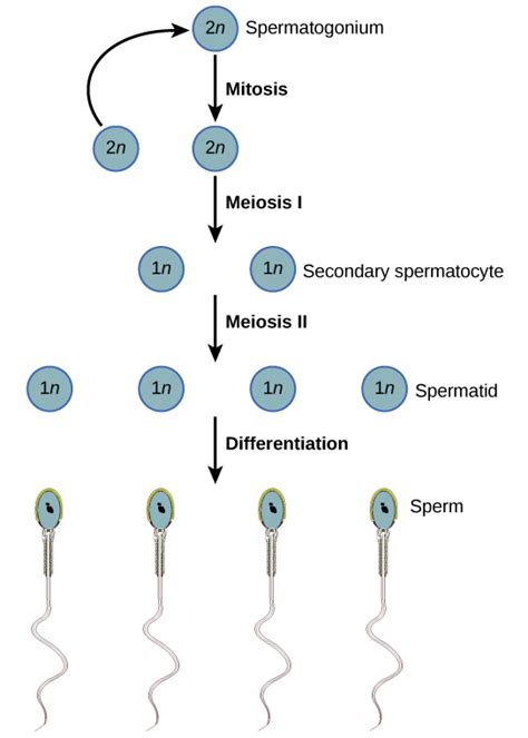 Spermatogenesis - Pengertian, Proses, Tahapan, Skema, dan Diagram