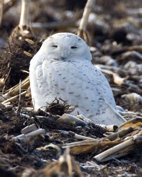 Snowy Owl | Owl, Snowy owl, Eastern screech owl