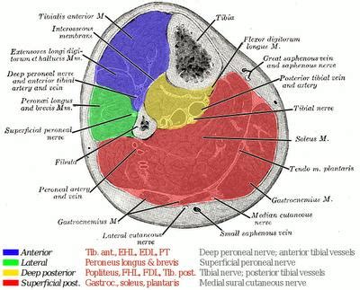 Compartments of leg - Anatomy - Orthobullets