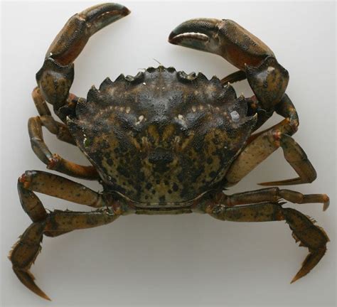 Carcinus - Alchetron, The Free Social Encyclopedia