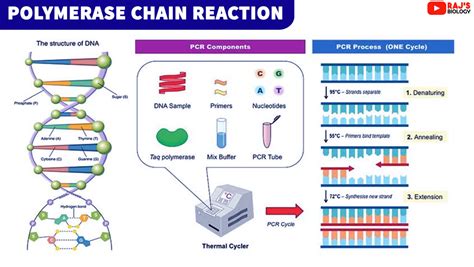 Brief Introduction To Pcr