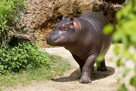 Pygmy Hippo | The Animal Facts | Appearance, Behavior, Diet, Habitat