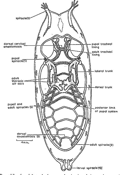 Figure 2 from The Post-embryonic Development of the Tracheal System in ...