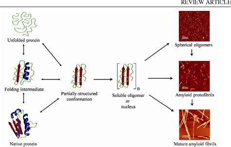 Figure 3 from Mechanisms of amyloid fibril formation by proteins ...