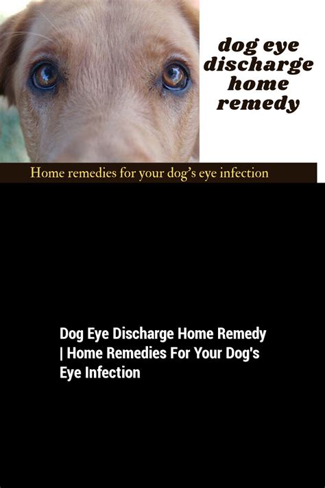 Dog Eye Discharge Home Remedy | Home Remedies For Your Dog's Eye ...