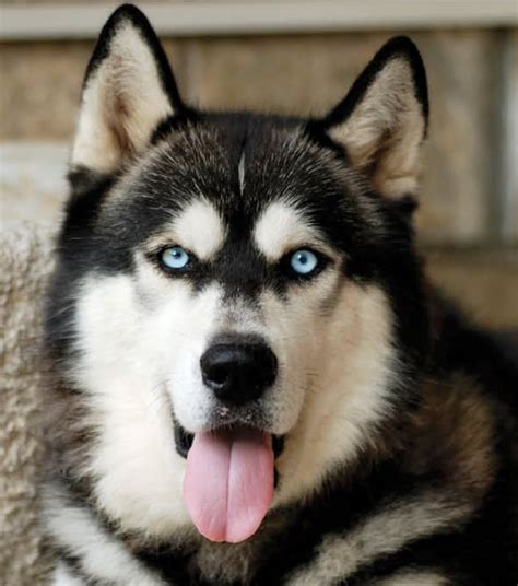 Alaskan Malamute | Newport Harbor Animal Hospital