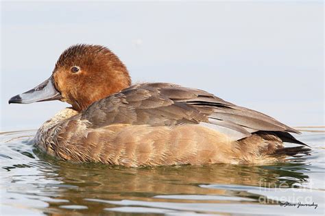 Female Ring Necked Duck Photograph by Steve Javorsky