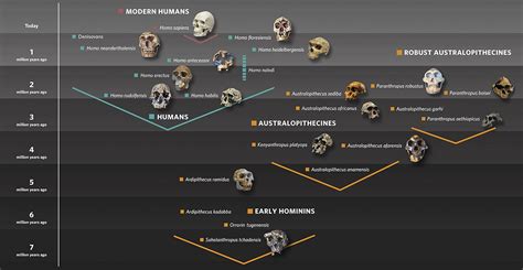 Human Evolution Timeline For Kids