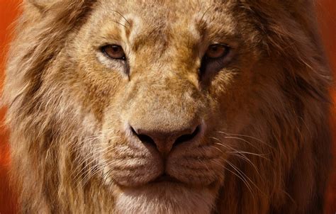 Wallpaper look, Leo, mane, The Lion King, The lion king, 2019 images ...