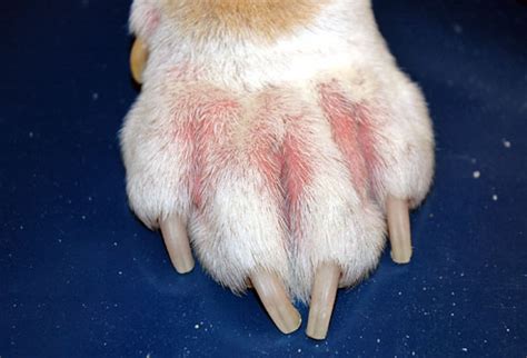 Canine Atopic Dermatitis in Dogs – What is it and How do you treat it?